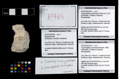 Foto (Objekt + Etikett) von Cracensigillatus acutirostris (Moericke, 1889)  (NHMW-GEO-2014-0194-0764b)